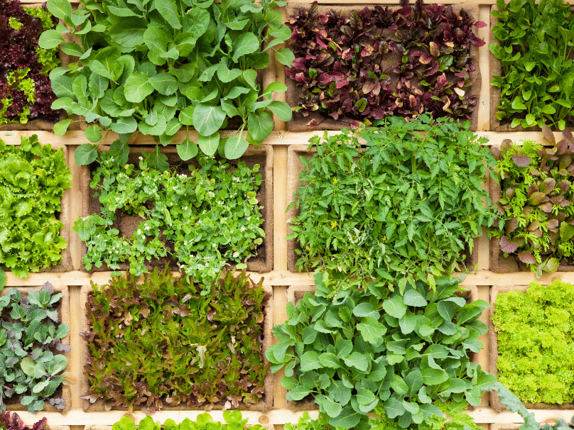 bacs ou carrés potagers