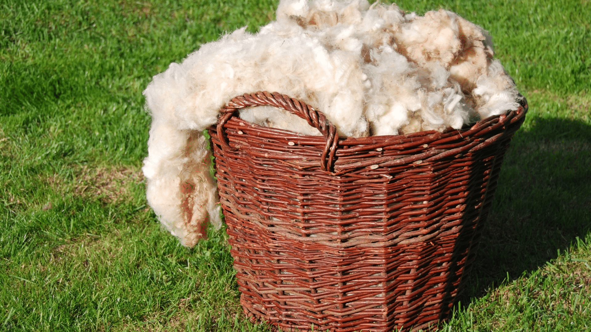La laine et le mouton