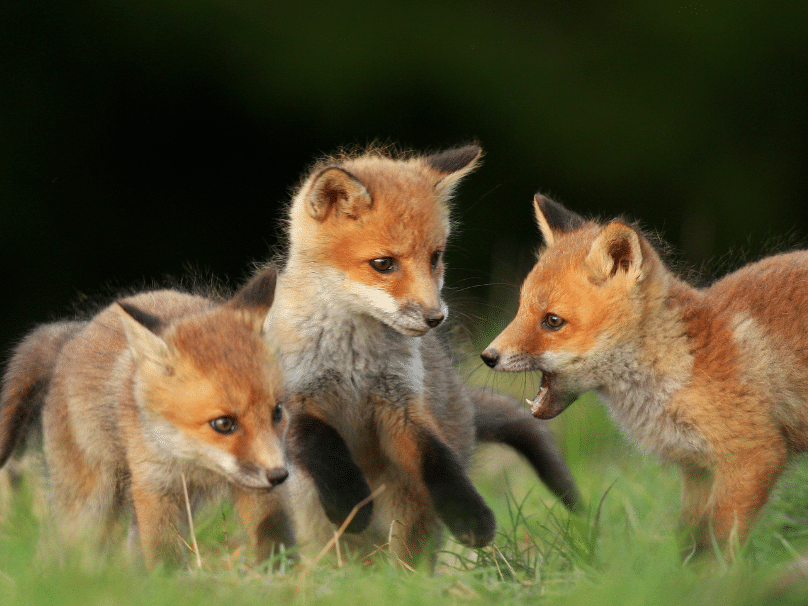 renard