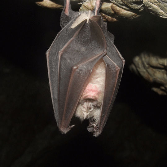 observer les chauves-souris