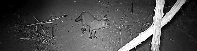 Les renards de Bagneux