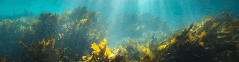 Les algues peuvent-elles remplacer le plastique ?