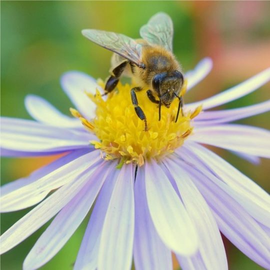Abeille butinant une fleur